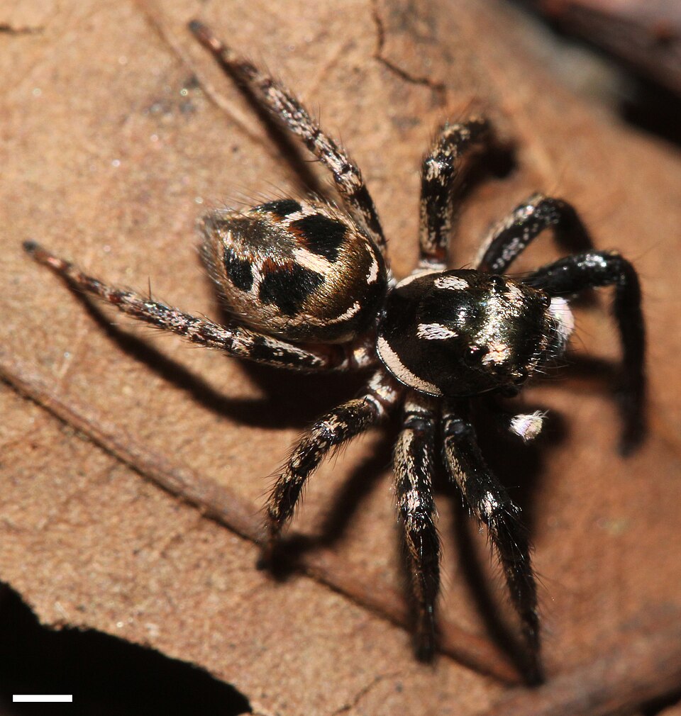 Photo of Twin-flagged jumping spider
