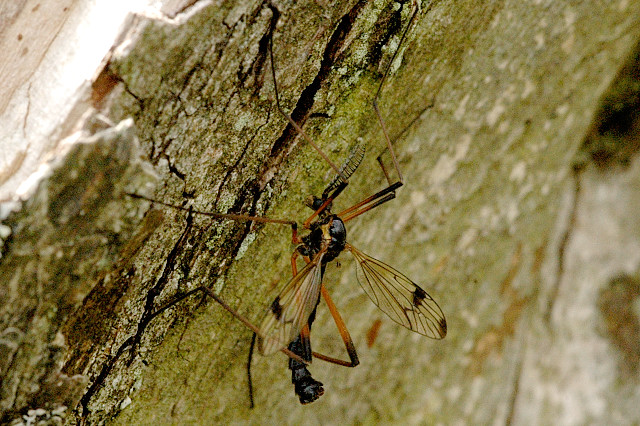 Photo of Twin-mark comb-horn