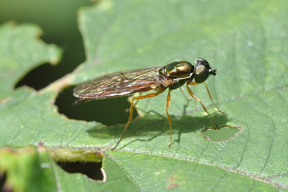 Photo of Twin-spot centurion fly
