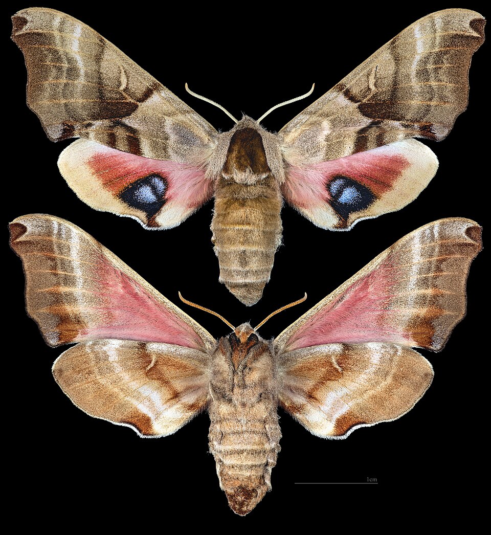 Photo of Twin-spotted sphinx