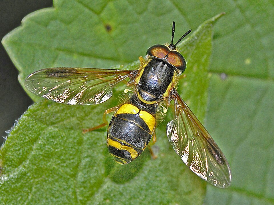 Photo of Two-banded wasp hoverfly