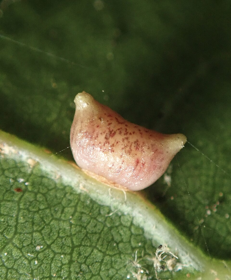 Photo of Two-horned gall wasp
