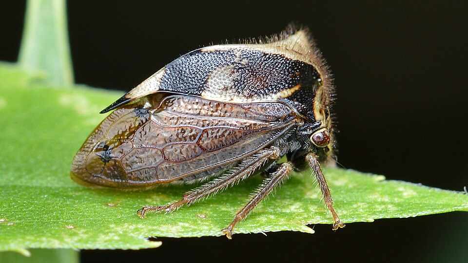 Photo of Two-horned treehopper