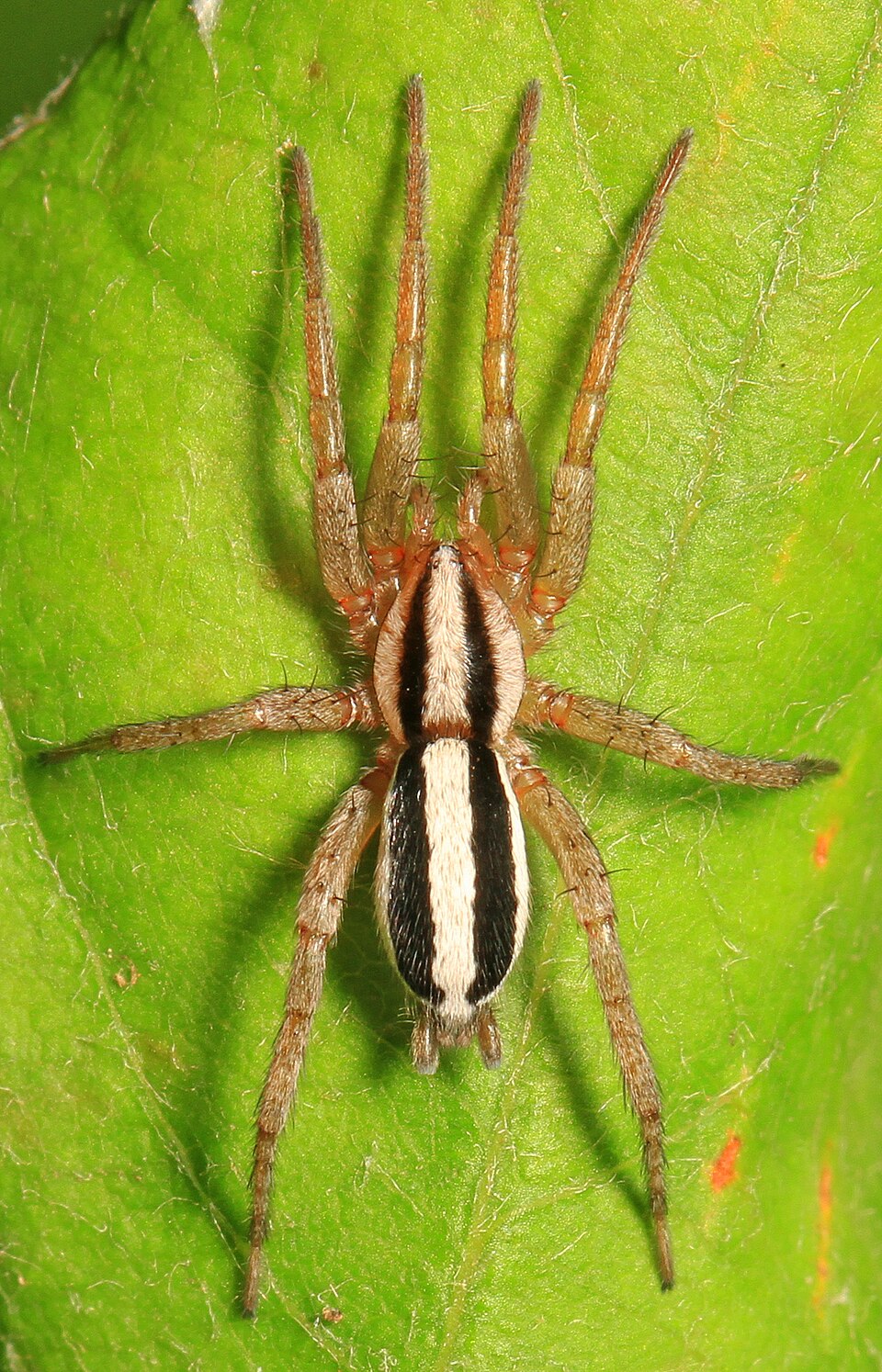 Photo of Two-lined stealthy ground spider