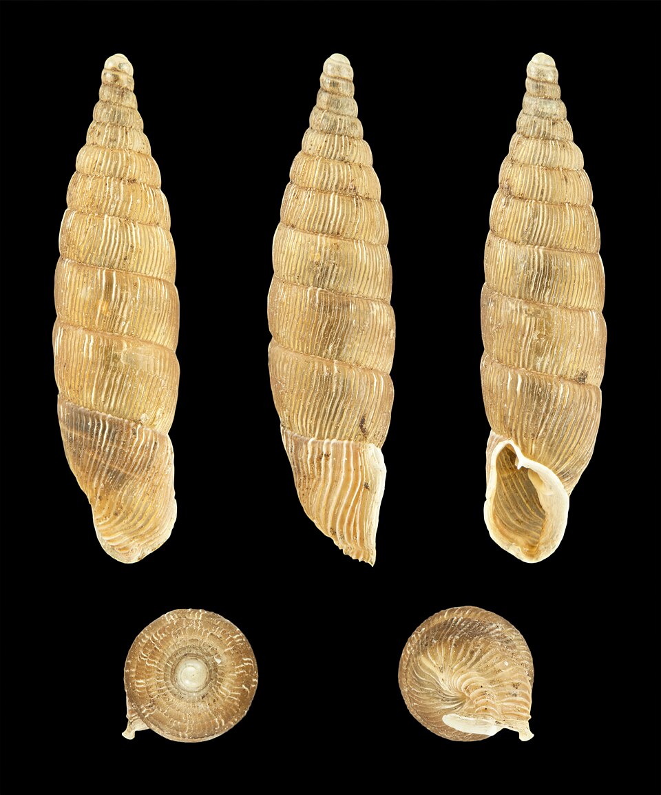 Photo of Two-lipped door snail
