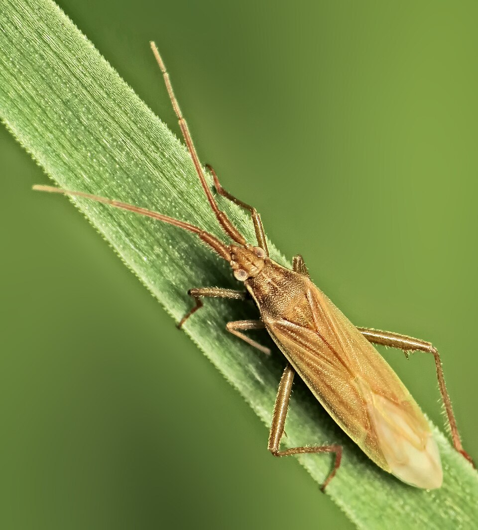 Photo of Two-spined grass bug