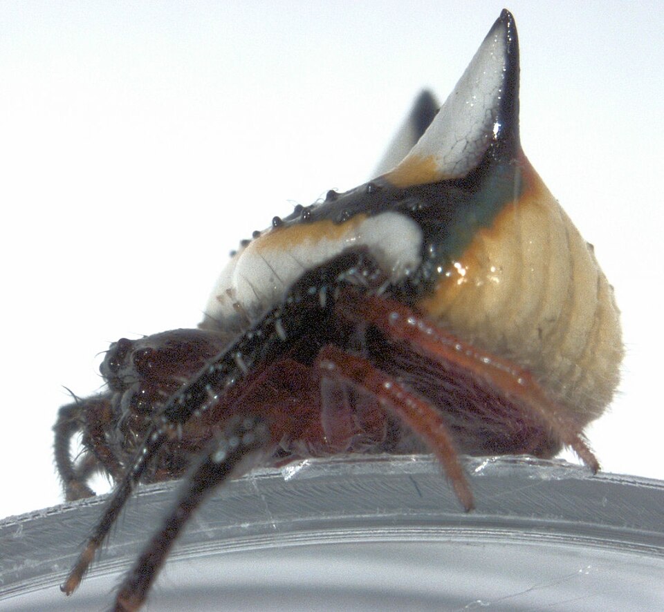 Photo of Two-spined spider