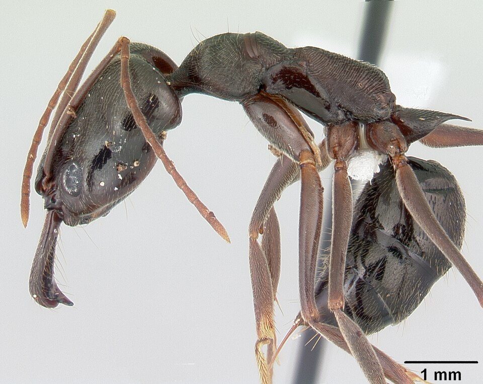 Photo of Two-spined trap-jaw ant