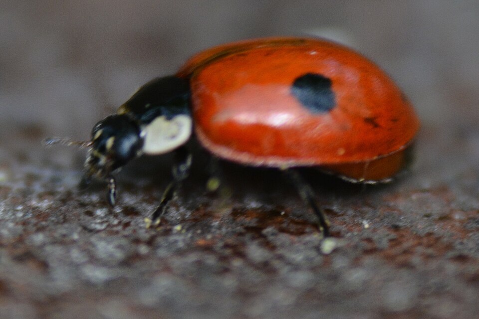 Photo of Two-spot ladybird