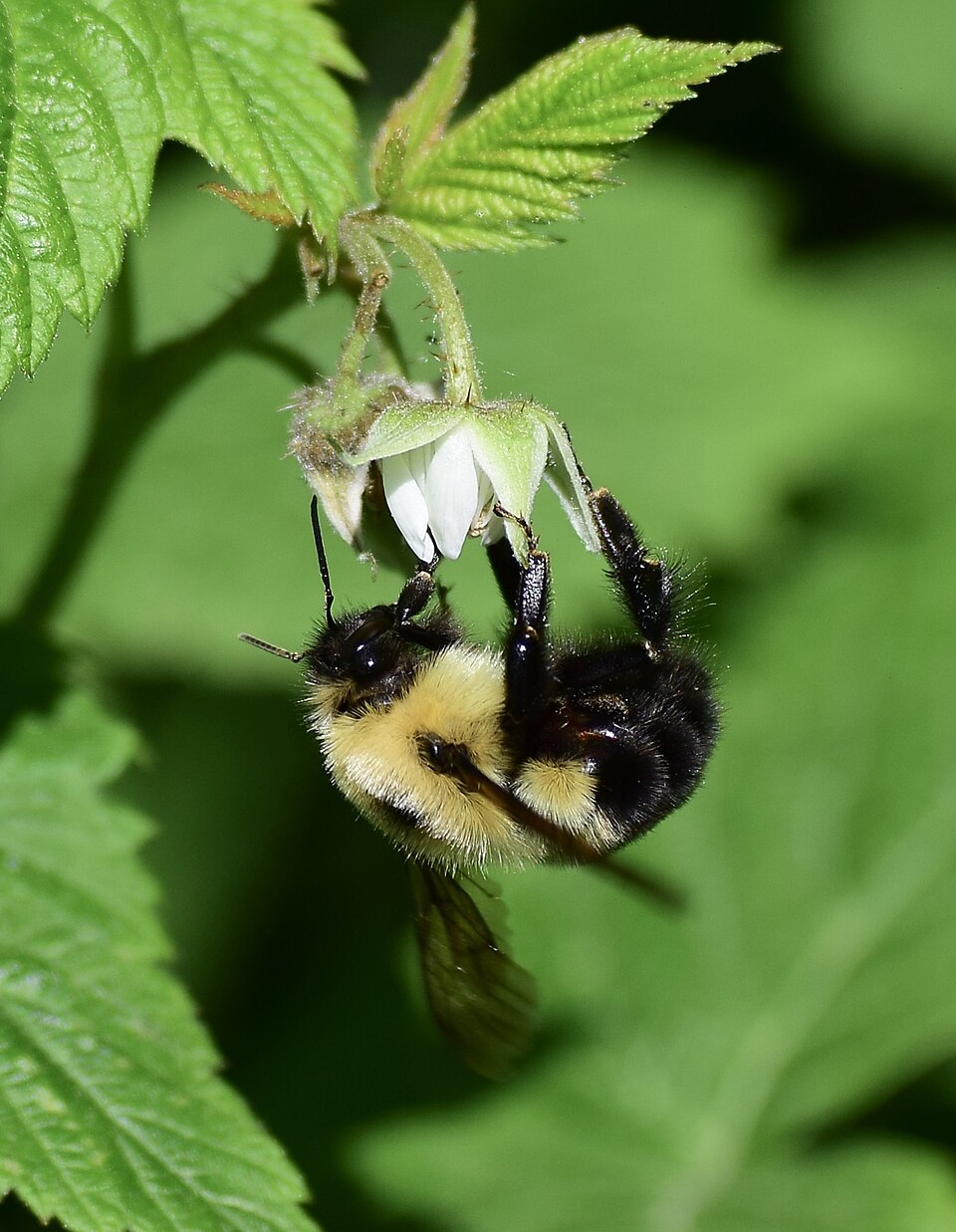 Photo of Two-spotted bumblebee