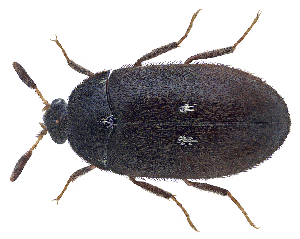Photo of Two-spotted carpet-beetle