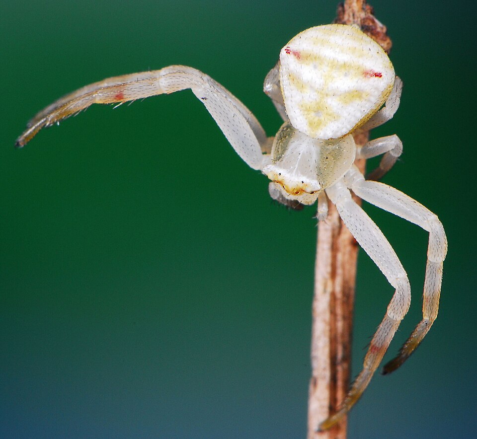 Photo of Two-spotted flower crab spider