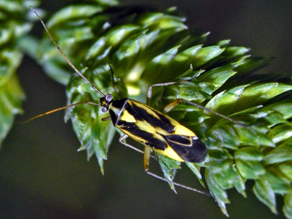 Photo of Two-spotted grass bug