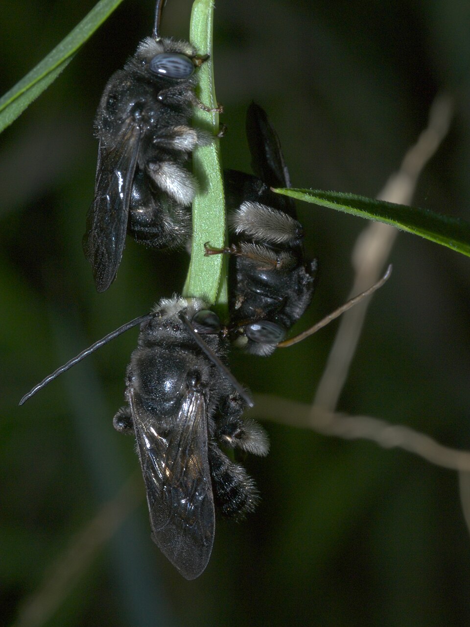 Photo of Two-spotted longhorn bee