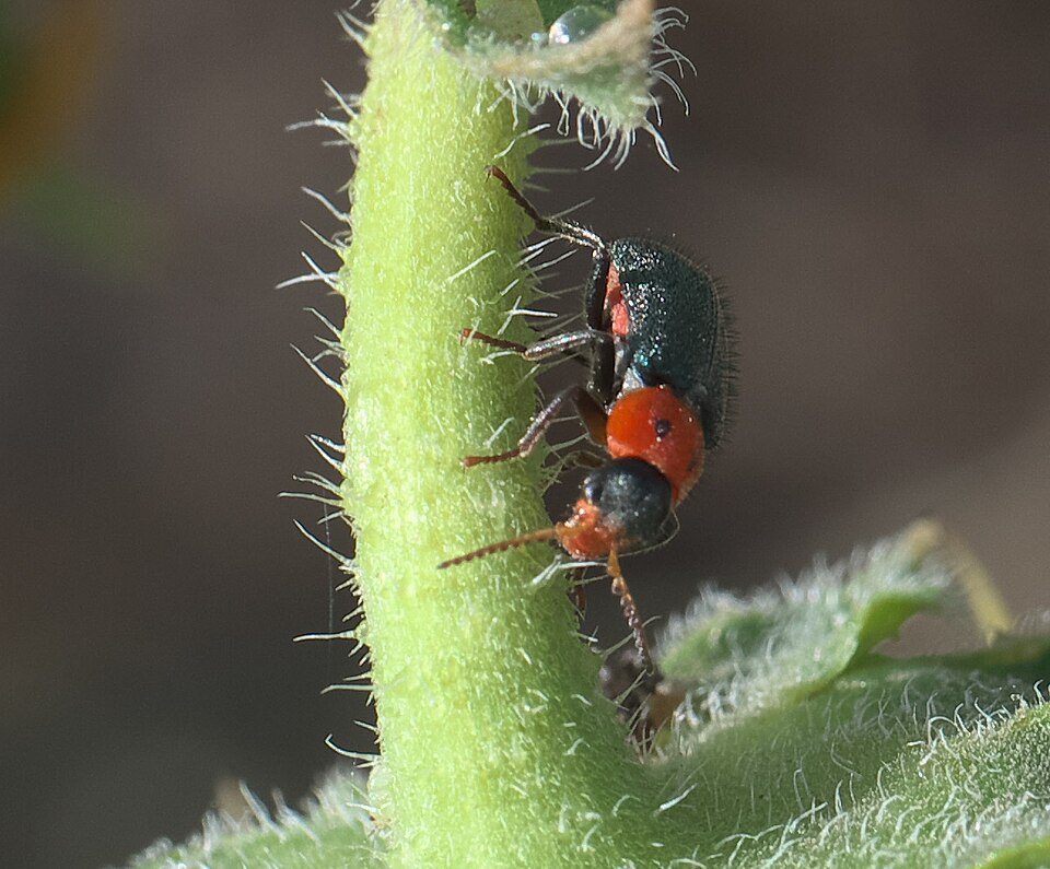 Photo of Two-spotted melyrid