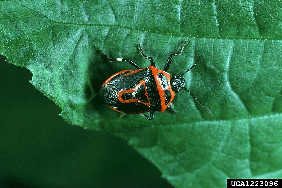 Photo of Two-spotted stink bug