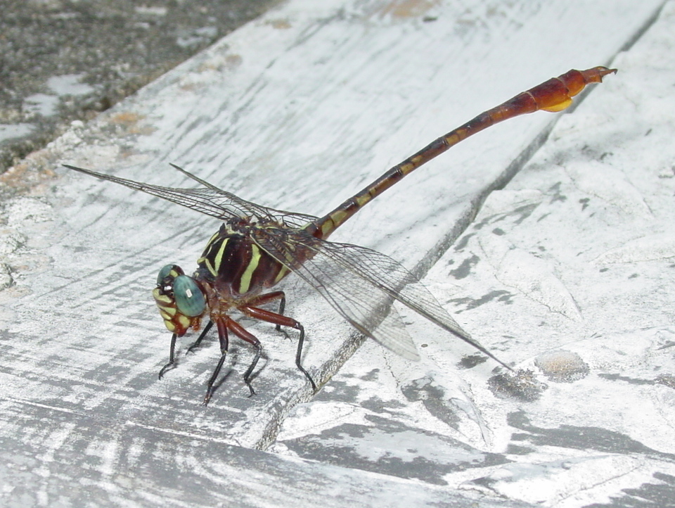 Photo of Two-striped forceptail