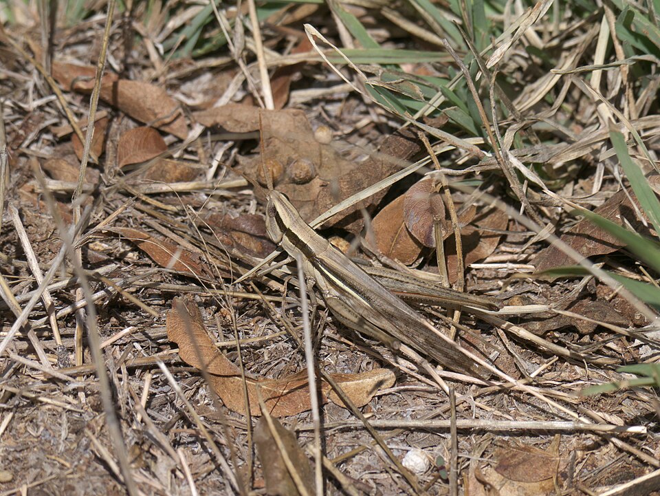 Photo of Two-striped mermiria