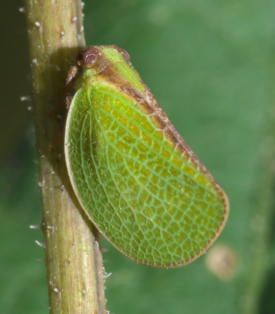 Photo of Two-striped planthopper