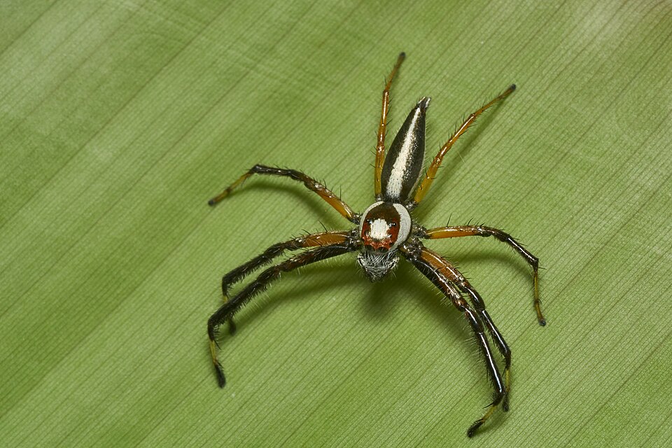 Photo of Two-striped telamonia