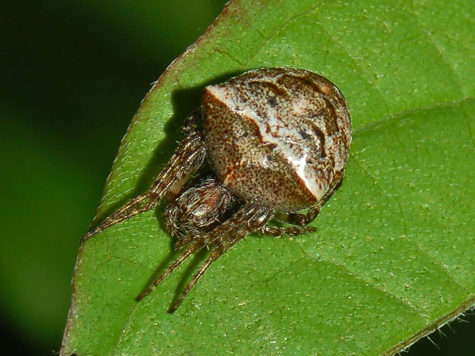 Photo of Two-tubercled orb-web