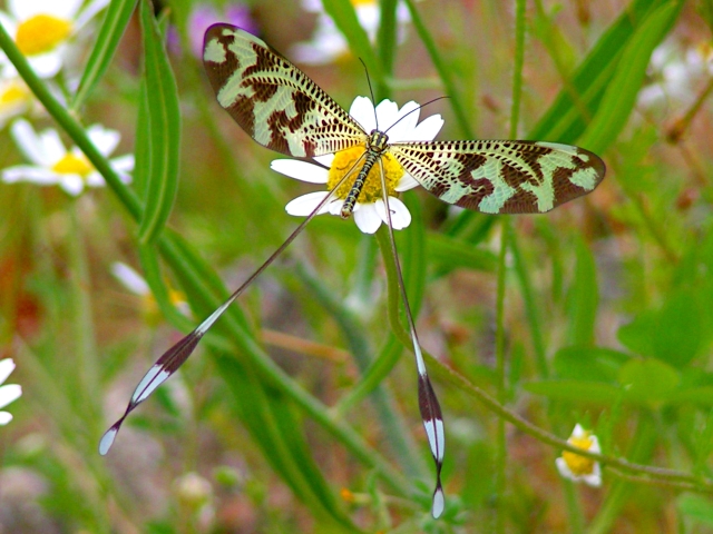 Photo of Two-winged spoonwing