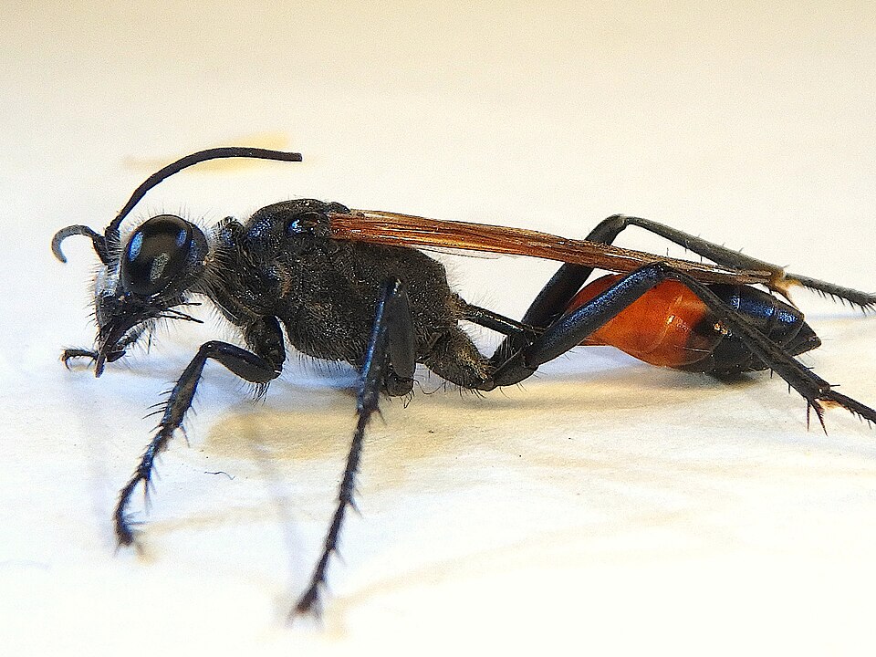 Photo of Tyde's sand wasp