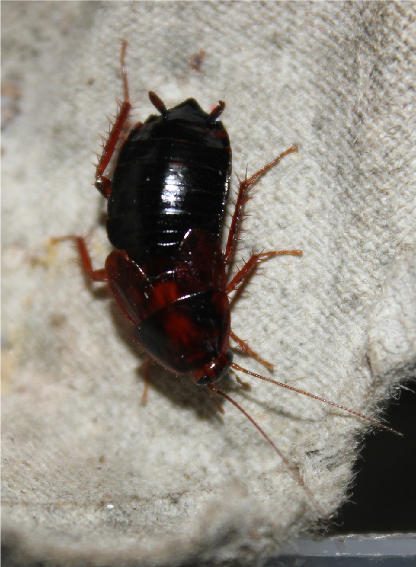 Photo of Uhler's wood cockroach