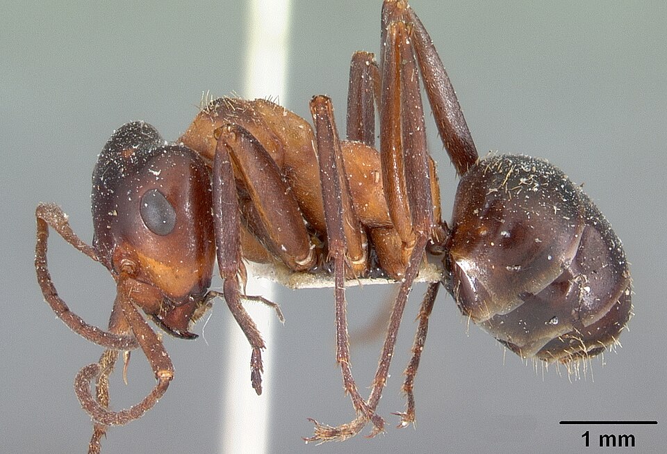 Photo of Ulke's mound ant