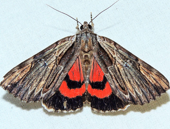 Photo of Ultronia underwing