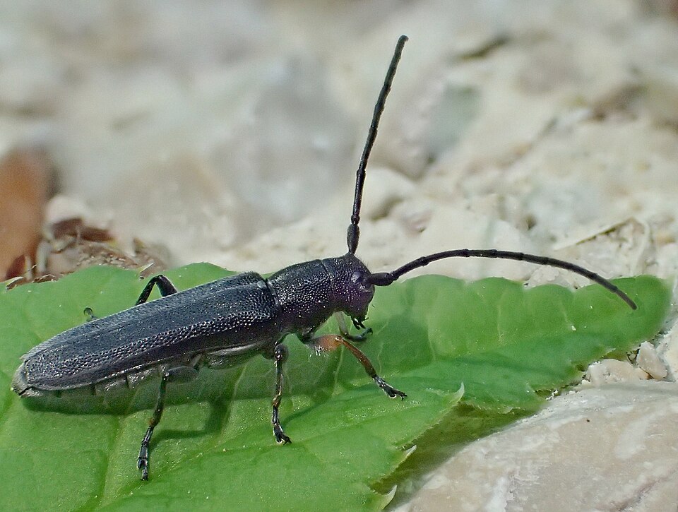 Photo of Umbellifer longhorn beetle