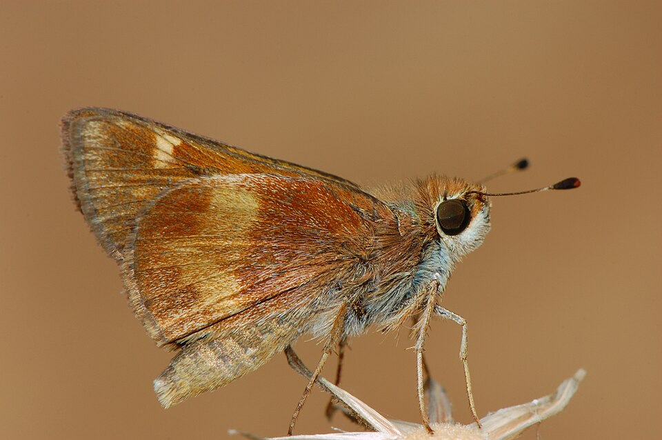 Photo of Umber skipper