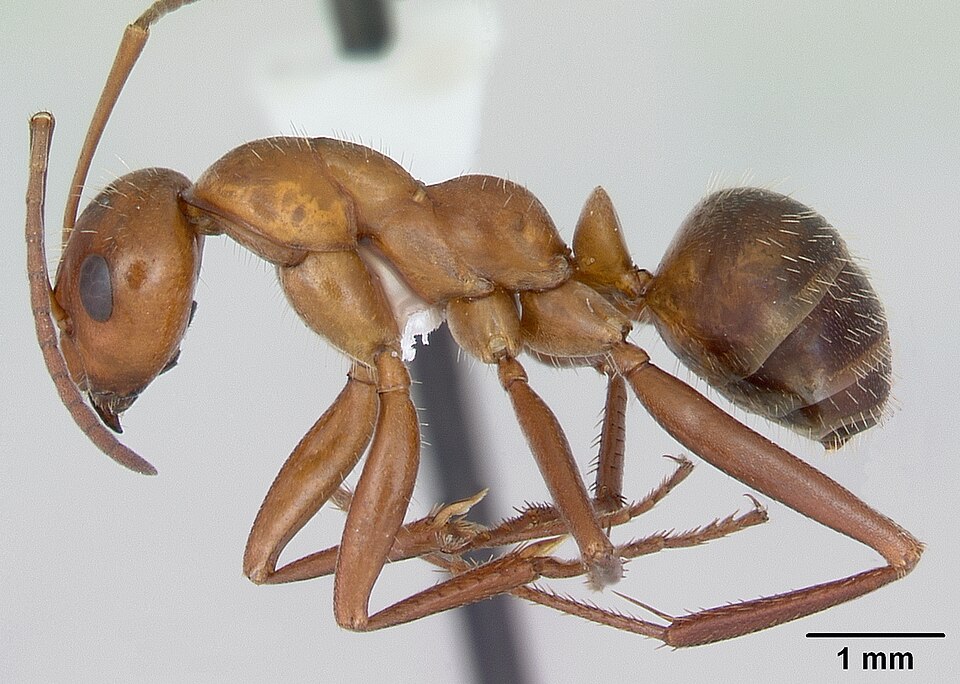 Photo of Uncertain field ant