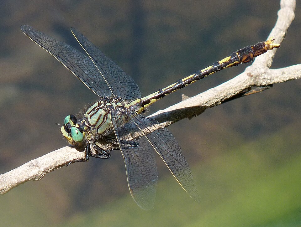 Photo of Unicorn clubtail