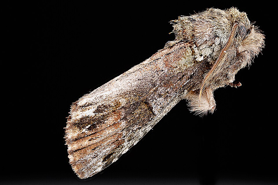 Photo of Unicorn prominent