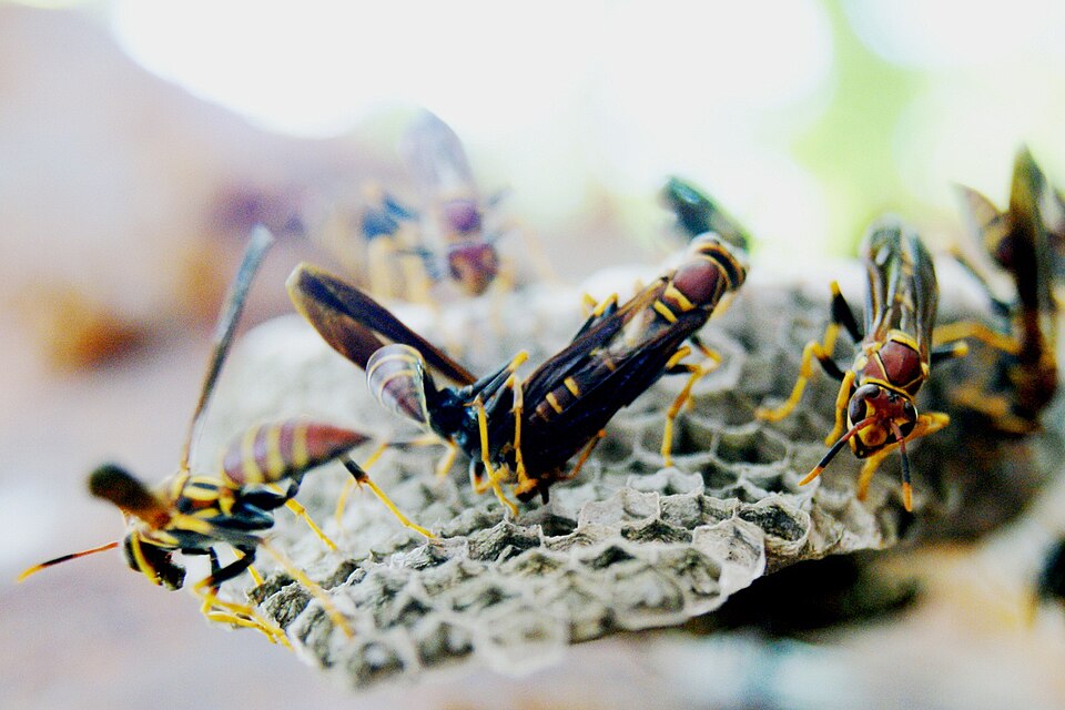 Photo of Unstable paper wasp
