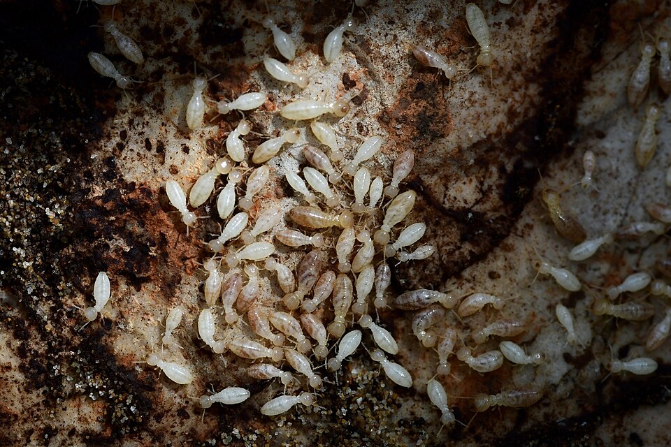 Photo of Urban subterranean termite