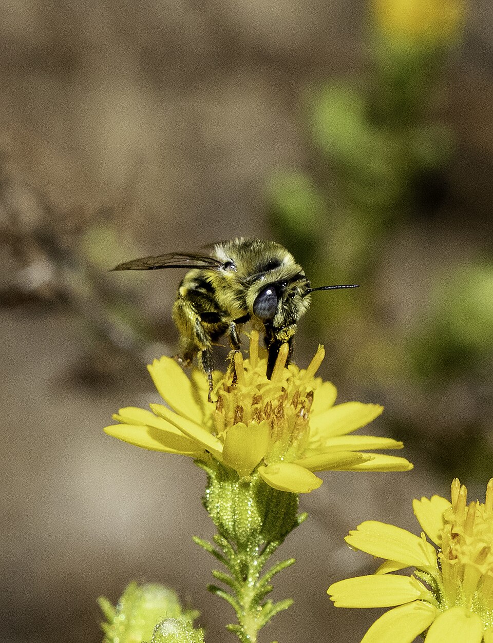 Photo of Urbane digger bee