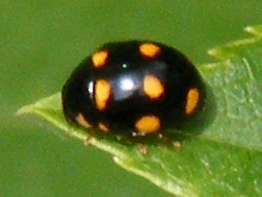 Photo of Ursine spurleg