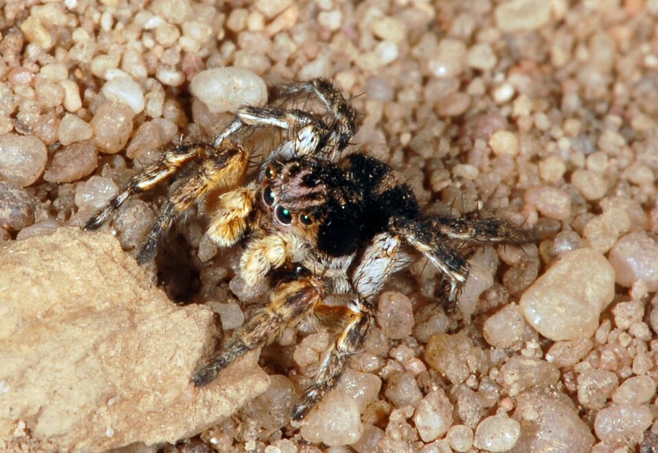 Photo of V-signed jumping spider