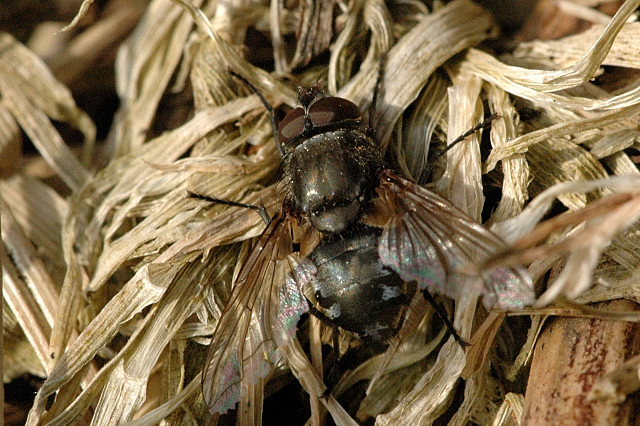 Photo of Vagabond cluster fly