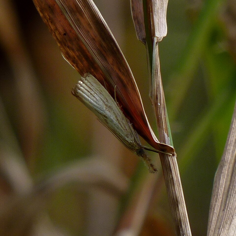 Photo of Vagabond sod webworm moth