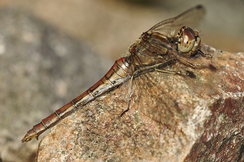 Photo of Vagrant darter
