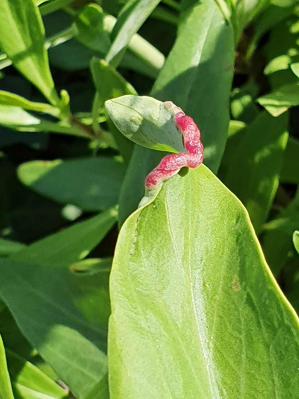 Photo of Valerian psyllid