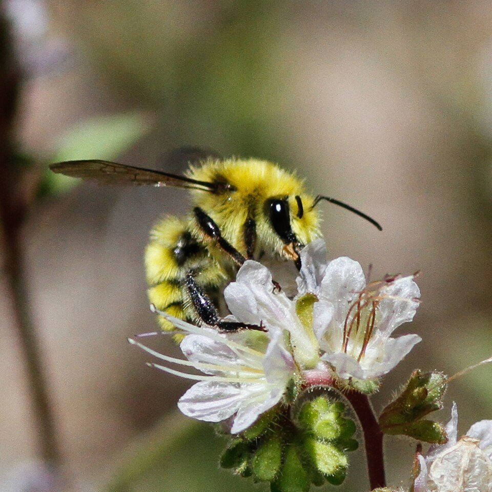 Photo of Van Dyke's bumble bee
