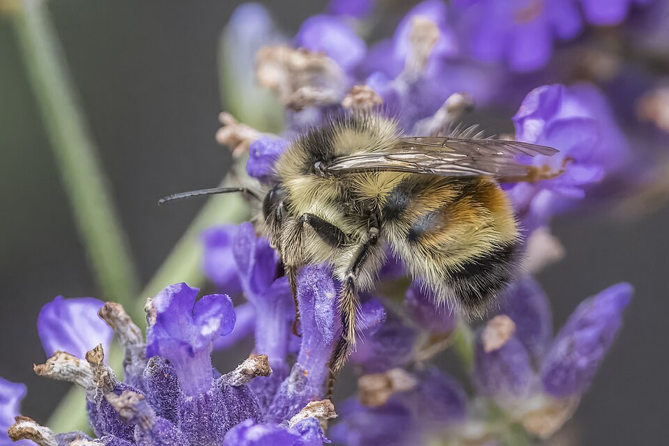 Photo of Vancouver bumble bee