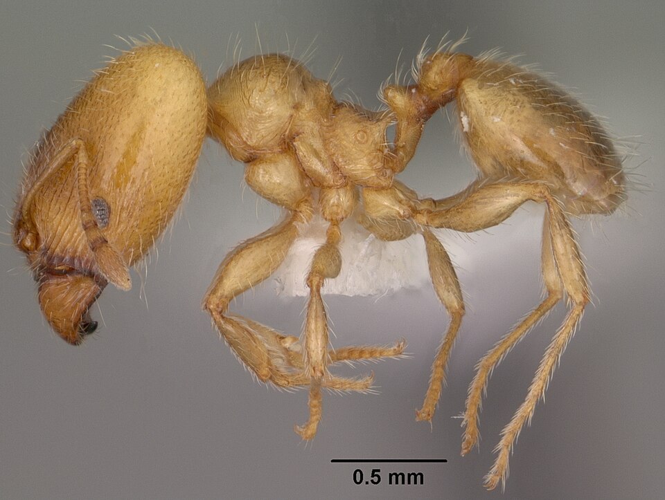 Photo of Variable big-headed ant