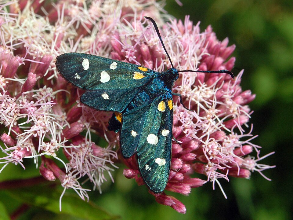 Photo of Variable burnet