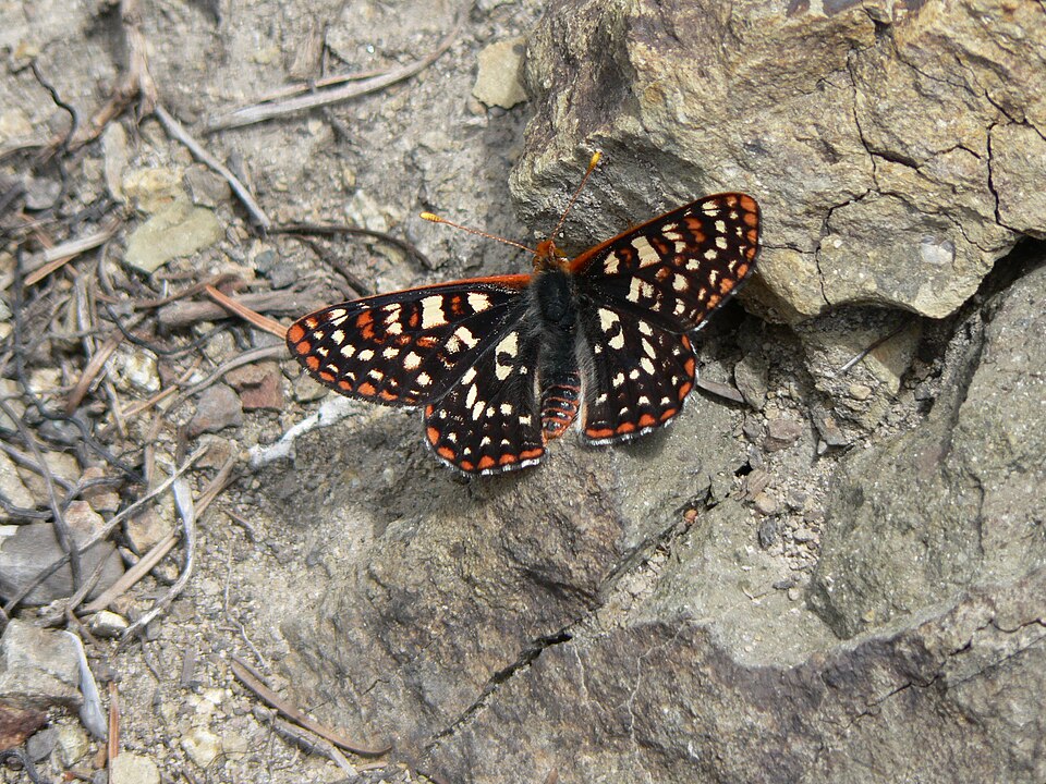 Photo of Variable checkerspot