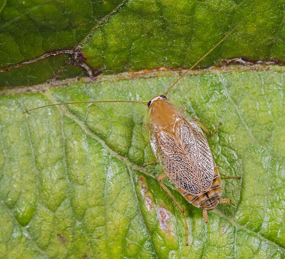 Photo of Variable cockroach